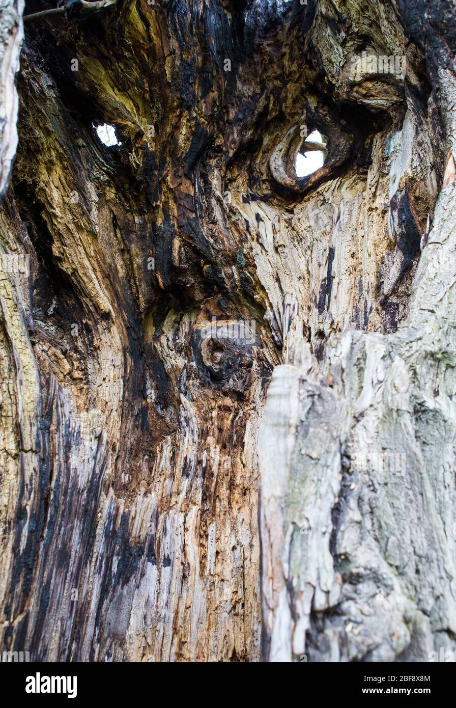 Ancient tree with face in the trunk Stock Photo