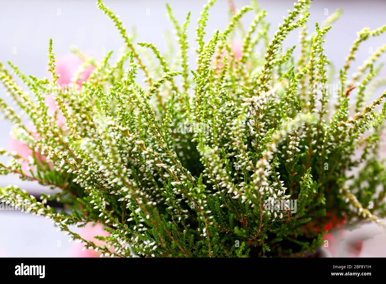 White flowers of Blooming Heather vulgaris. Beautiful bushes with small flowers, Blossom Heather Calluna background wallpaper horizontal postcard Stock Photo