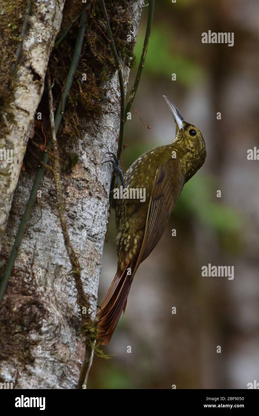 Spotted Woodcreeper in Costa Rica rainforest Stock Photo