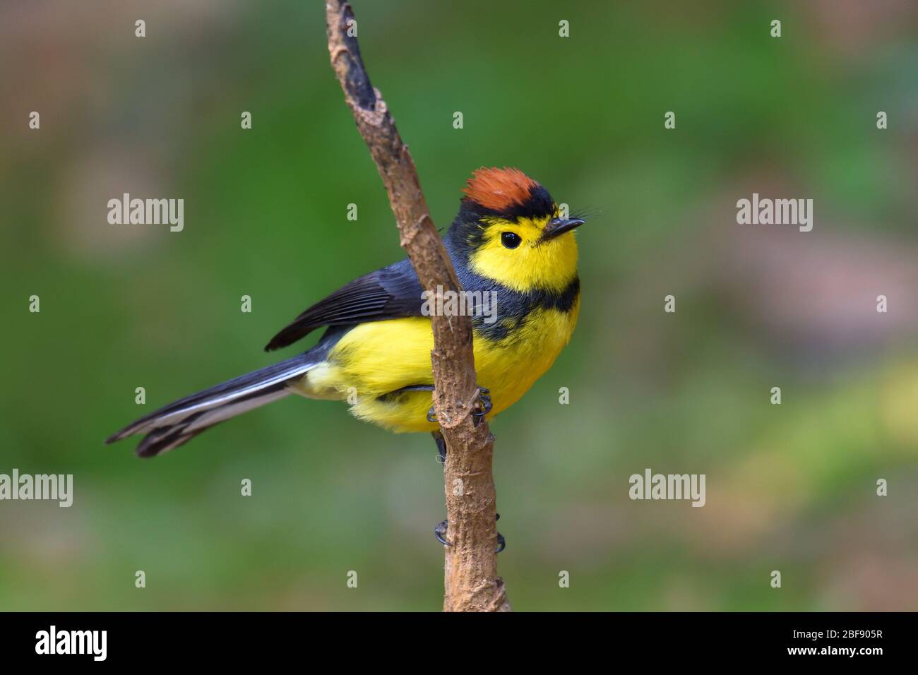 Collared Redstart in Costa Rica cloud forest Stock Photo