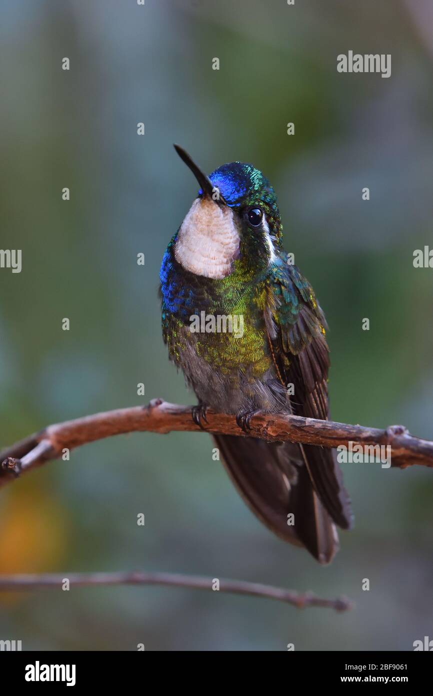 White-throated Mountain-gem in Costa Rica cloud forest Stock Photo