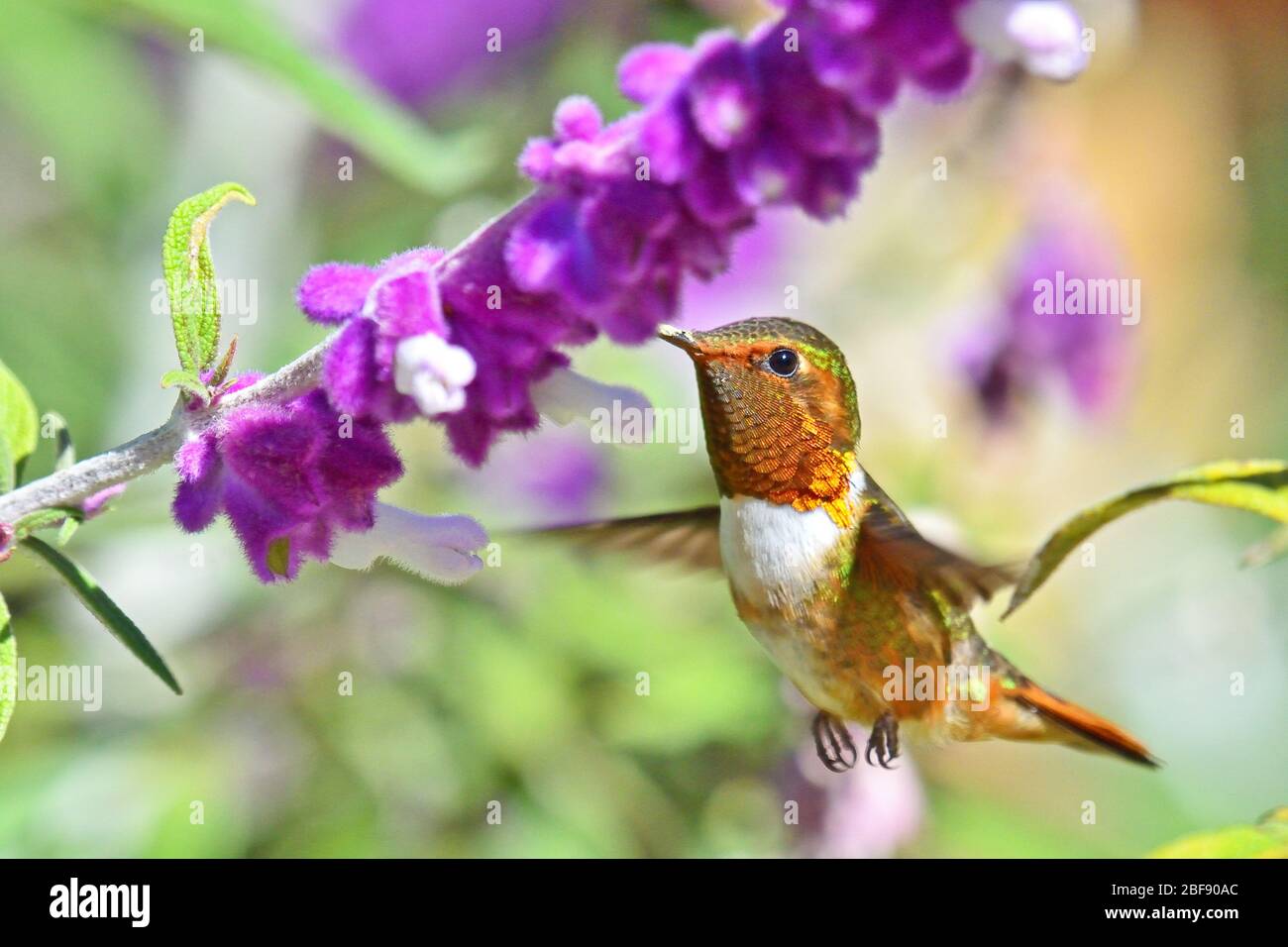 Scintillant Hummingbird feeding nectar of flowers in Costa Rica cloud forest Stock Photo