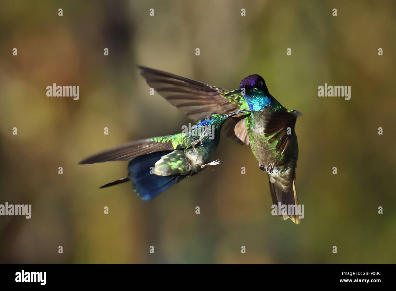 Talamanca hummingbird and Lesser Violetear duel in Costa Rica cloud forest Stock Photo