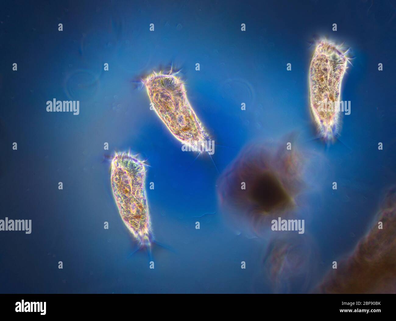 Freshwater protozoa hi-res stock photography and images - Alamy