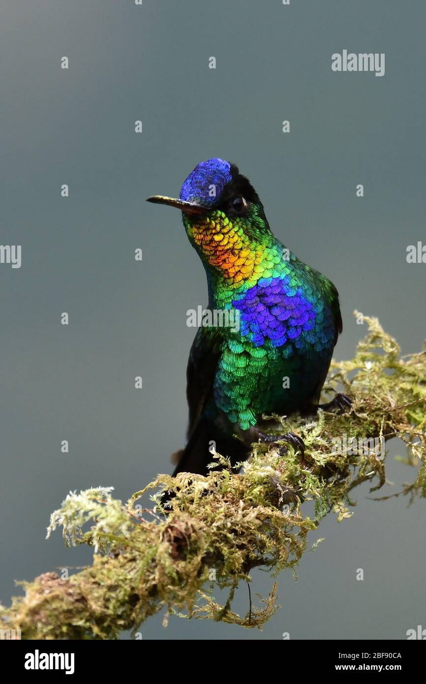 Fiery-throated Hummingbird in Costa Rica cloud forest Stock Photo