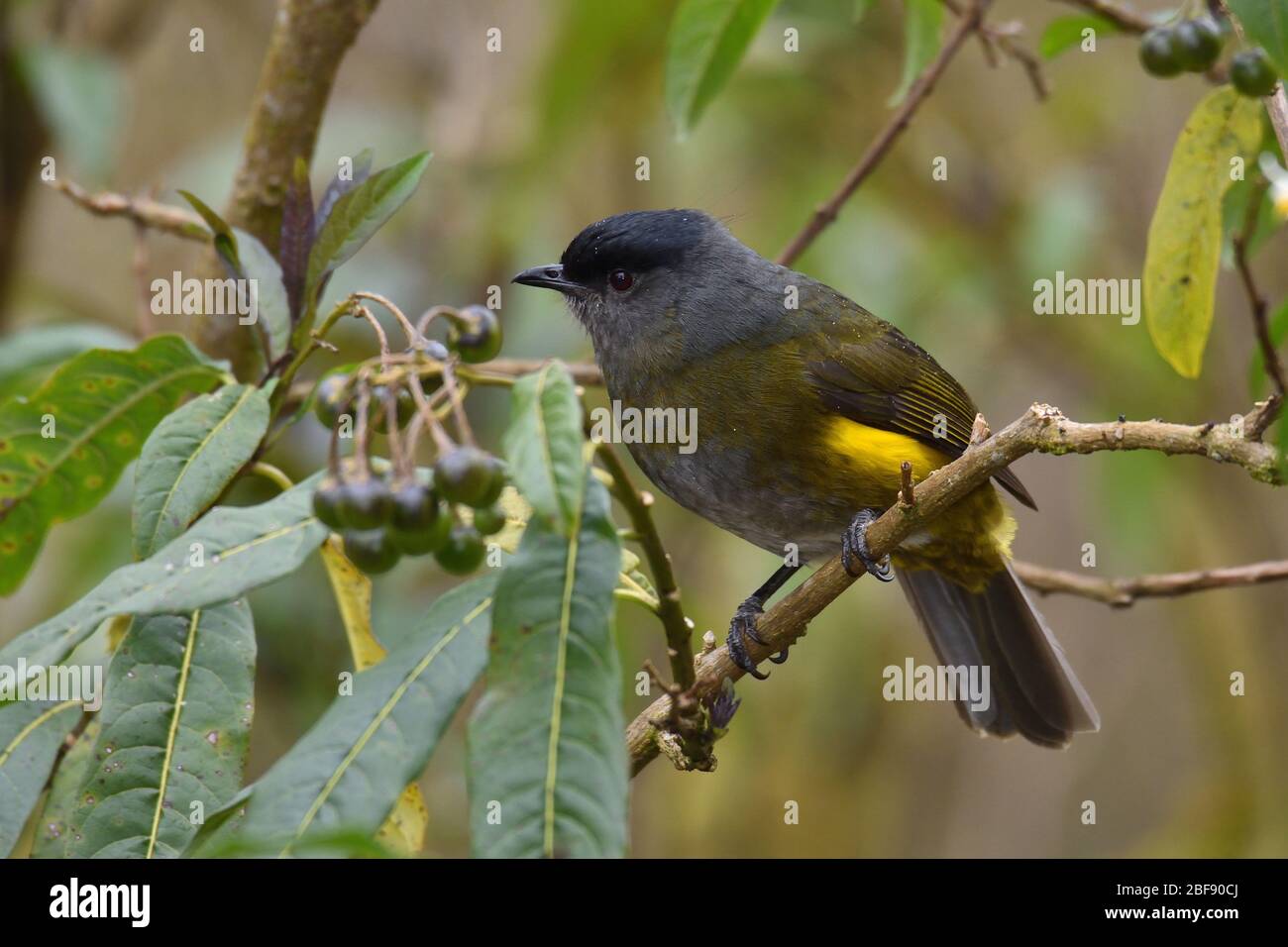 Black-and-yellow Silky-flycatcher Stock Photo