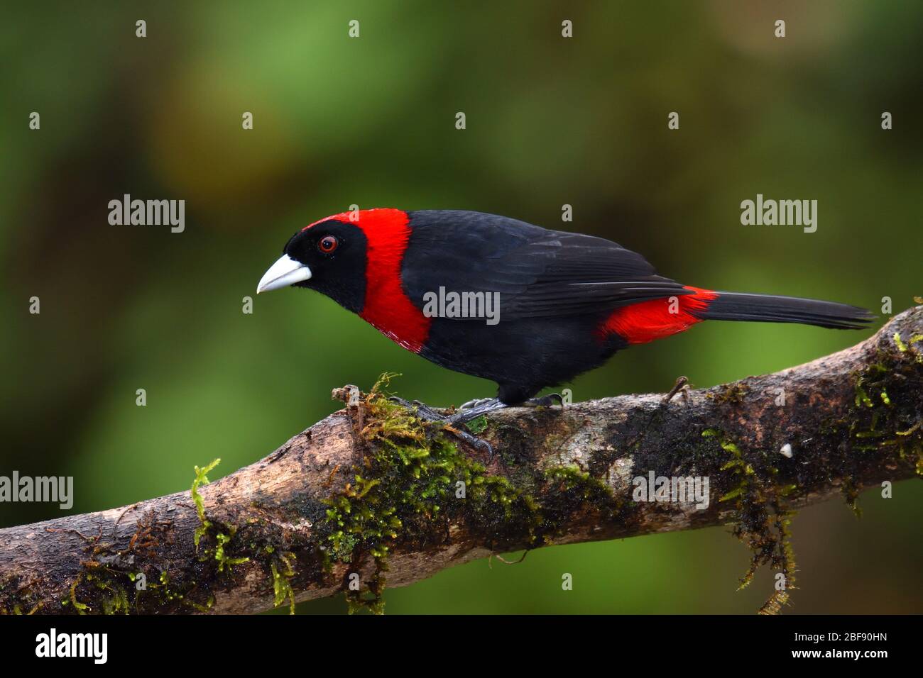 Crimson-collared Tanager in Costa Rica rainforest Stock Photo