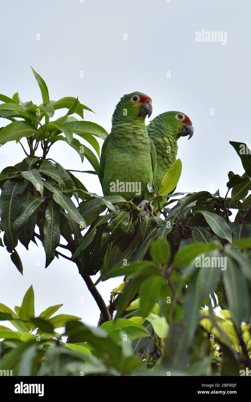 Red-lored Parrot in tropical rainforest Stock Photo