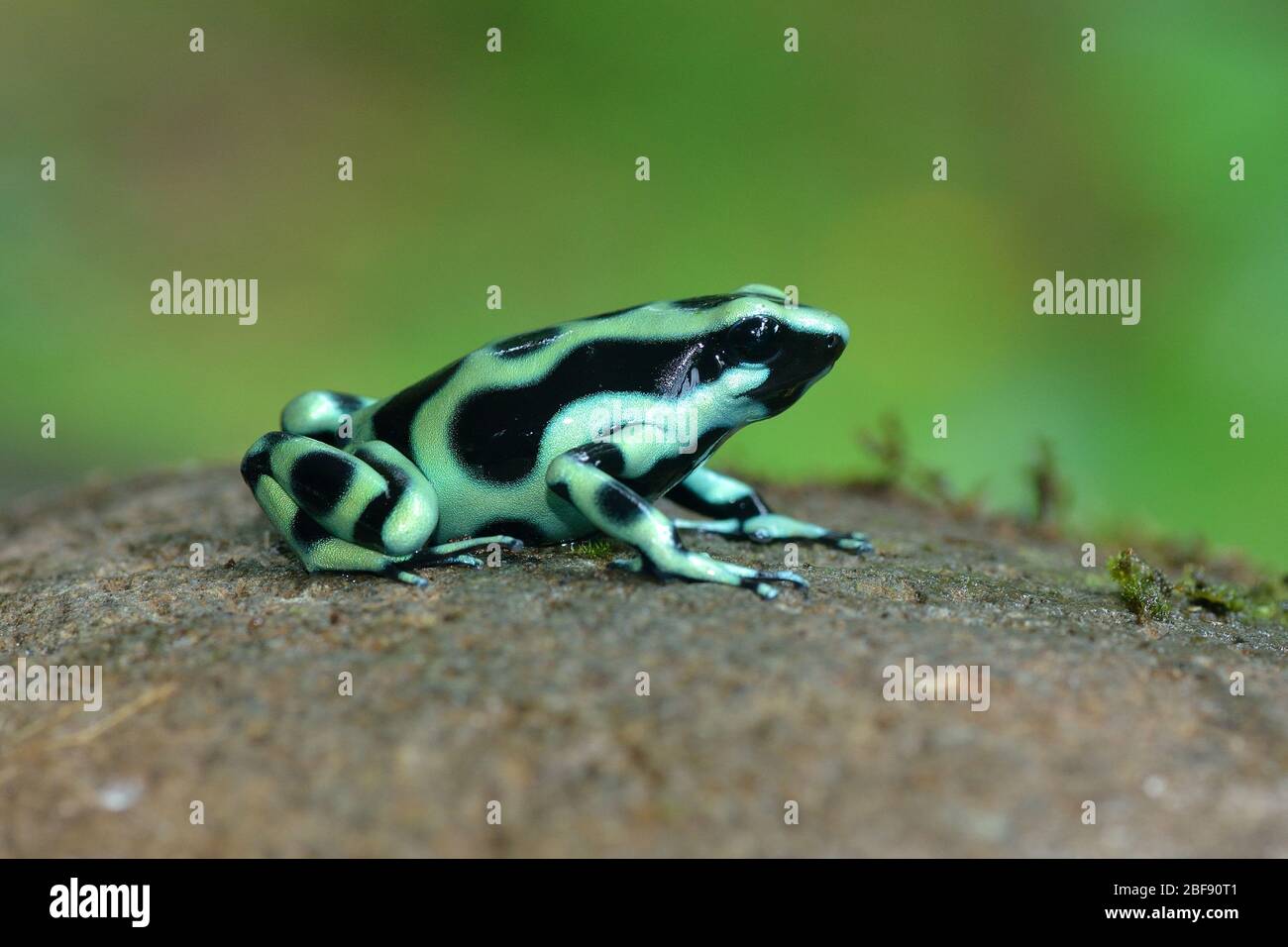 Black and Green Dart Frog in Costa Rican rainforest Stock Photo