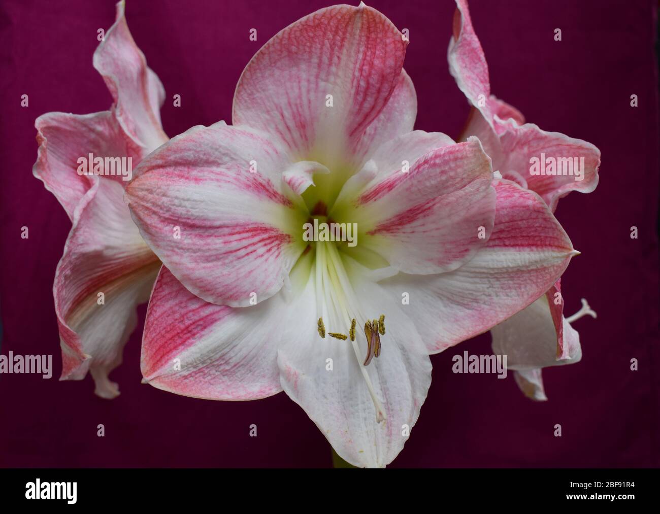 Striped Barbados lily. Amaryllis blooms are huge trumpet shaped clustered atop leafless stem Sold during winter holidays both as cut flowers and bulbs Stock Photo