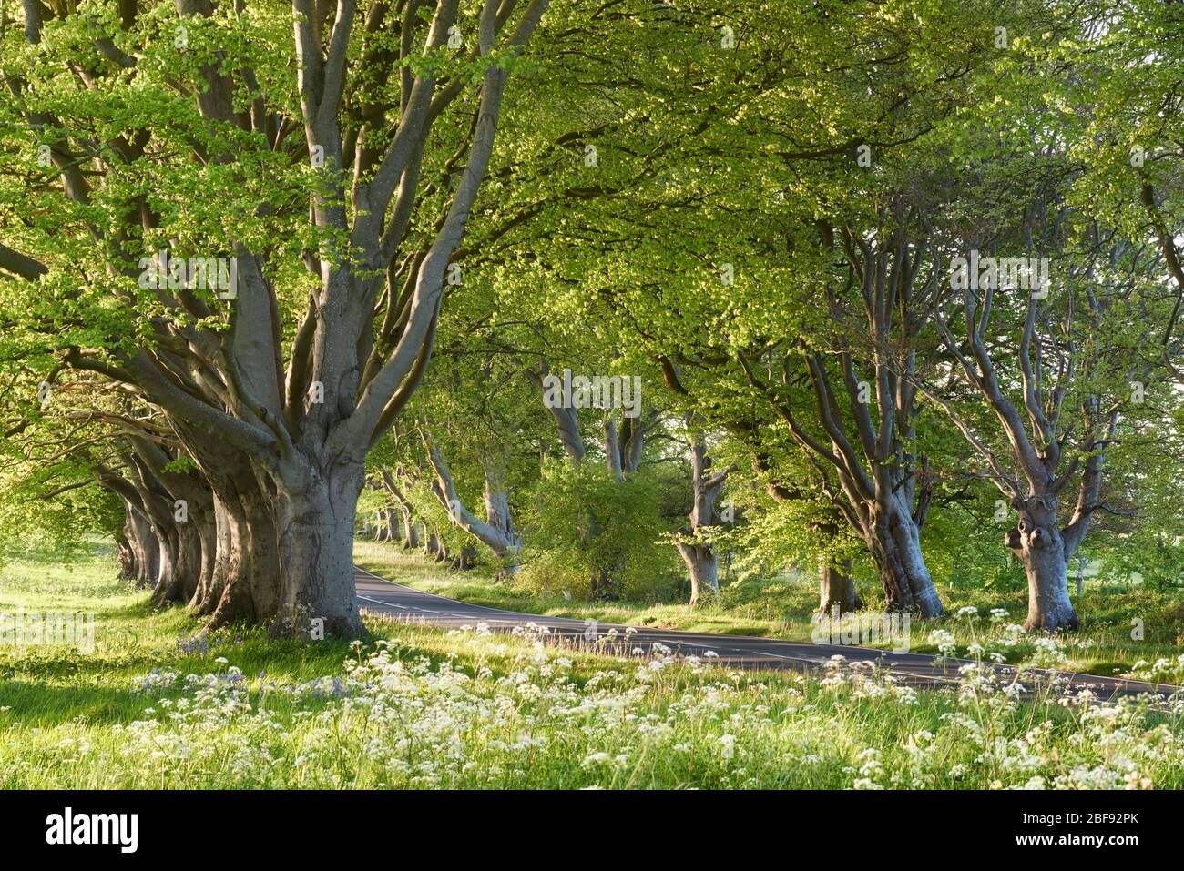 A mile long ancient beech tree avenue planted in 1835 Stock Photo
