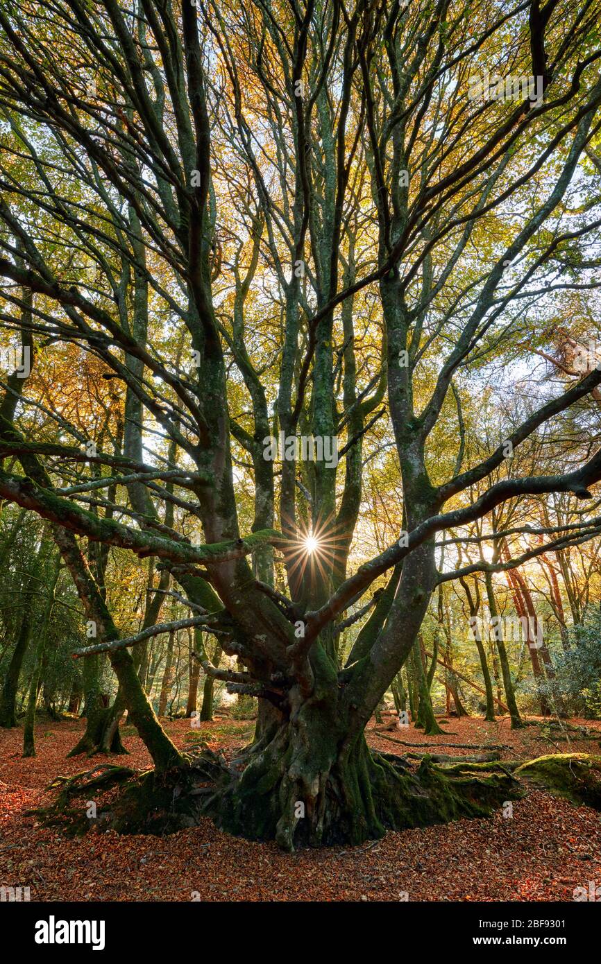 Ancient Beech tree in Autumn with sunlight filtering through the woodland Stock Photo