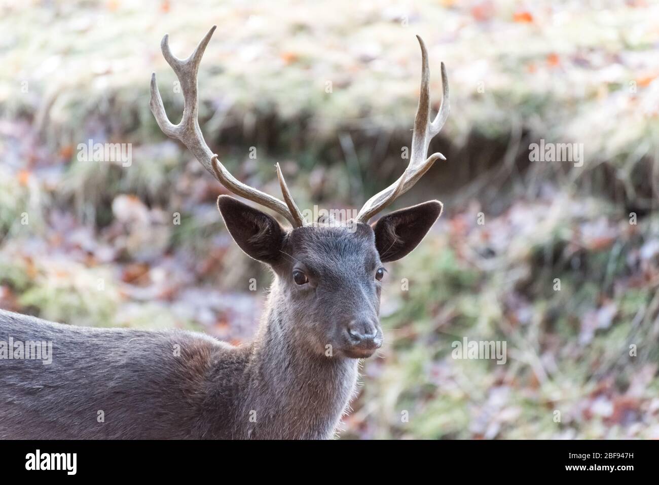 Deer, Stag, Cervidae, adult male deer on a pasture in a nature park in Germany, Western Europe Stock Photo