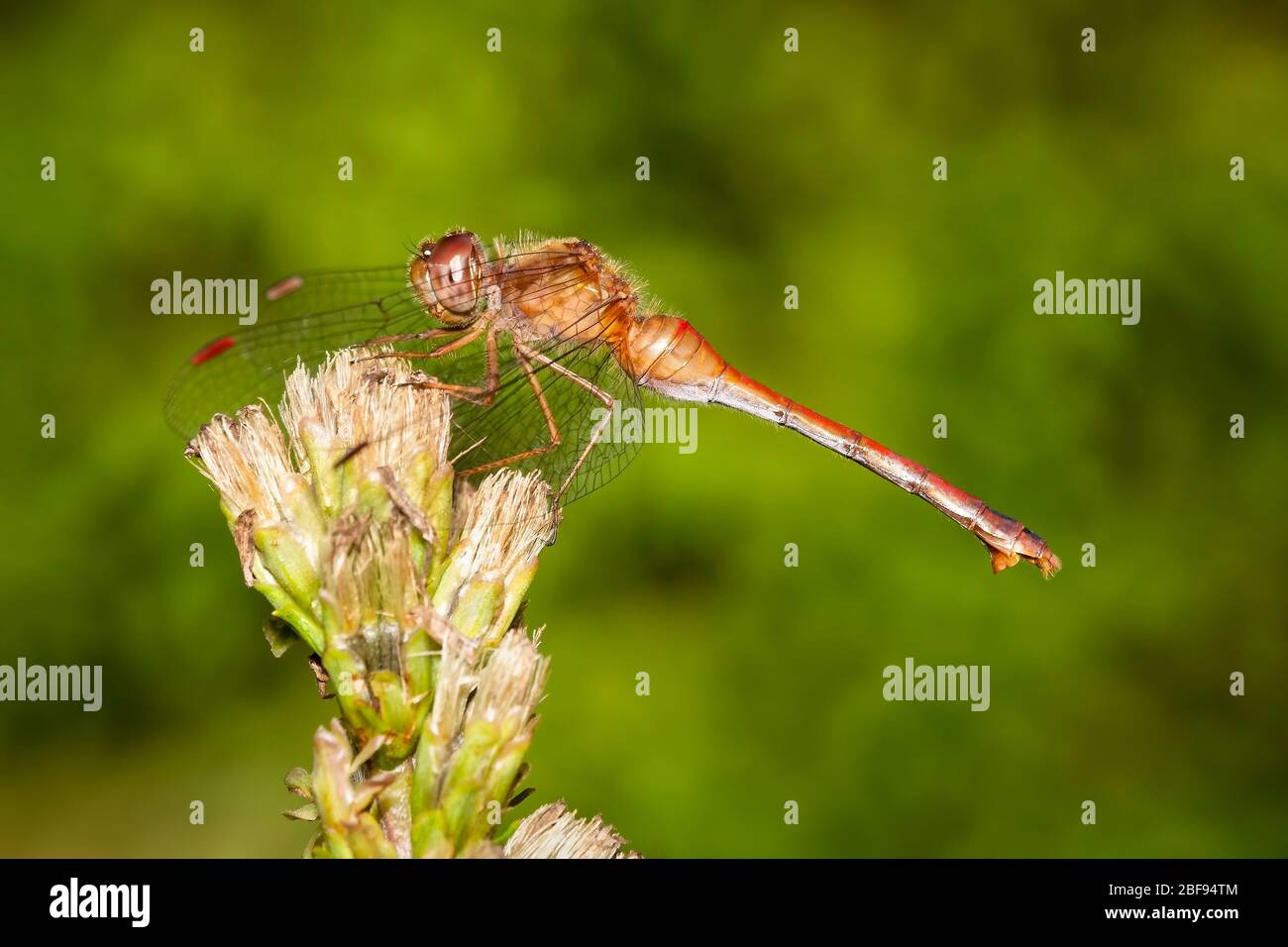 Dragonfly perched on a liatris with green blurred background Stock Photo
