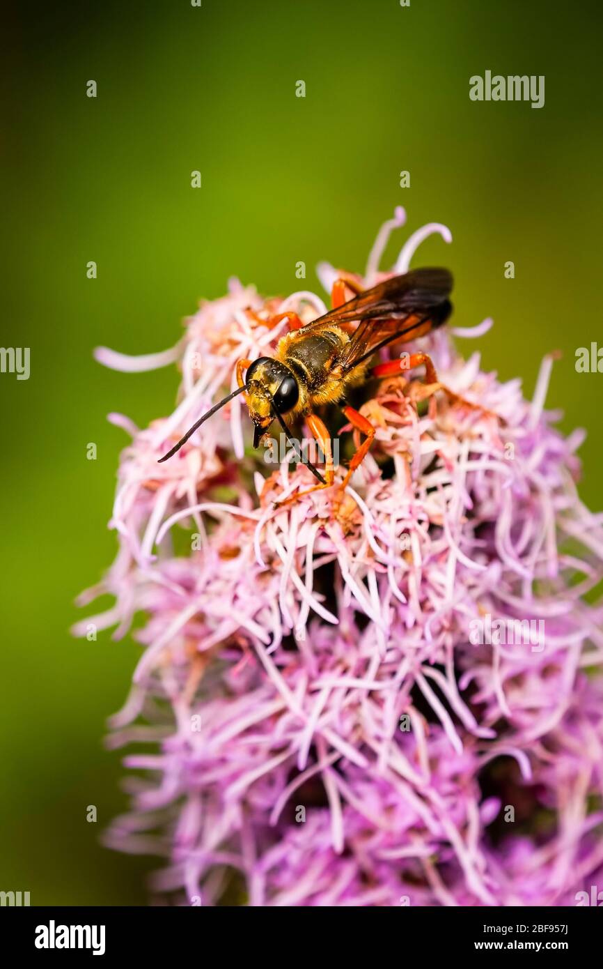 Great golden digger wasp drinking nectar on a liatris flower Stock Photo