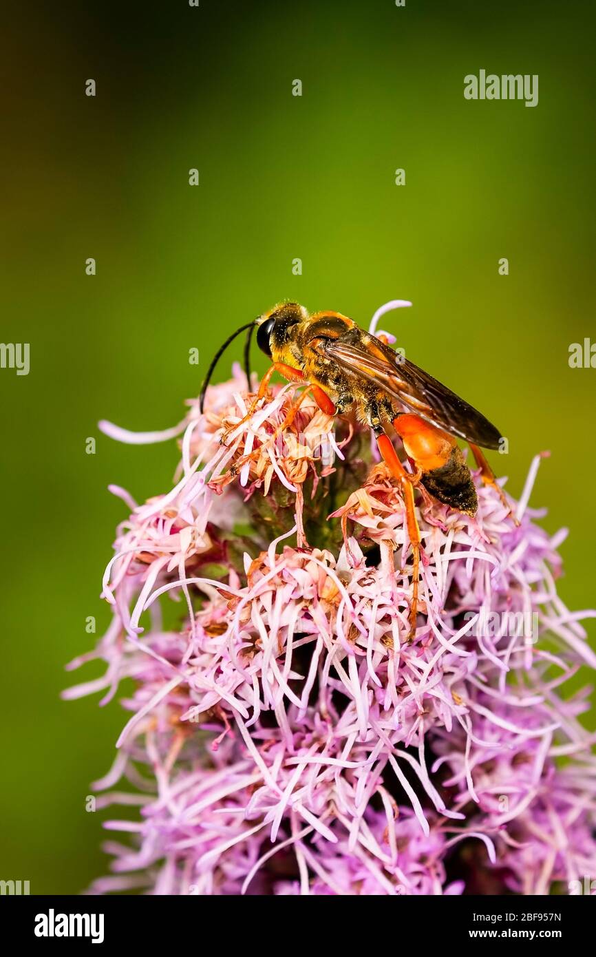 Great golden digger wasp drinking nectar on a liatris flower Stock Photo