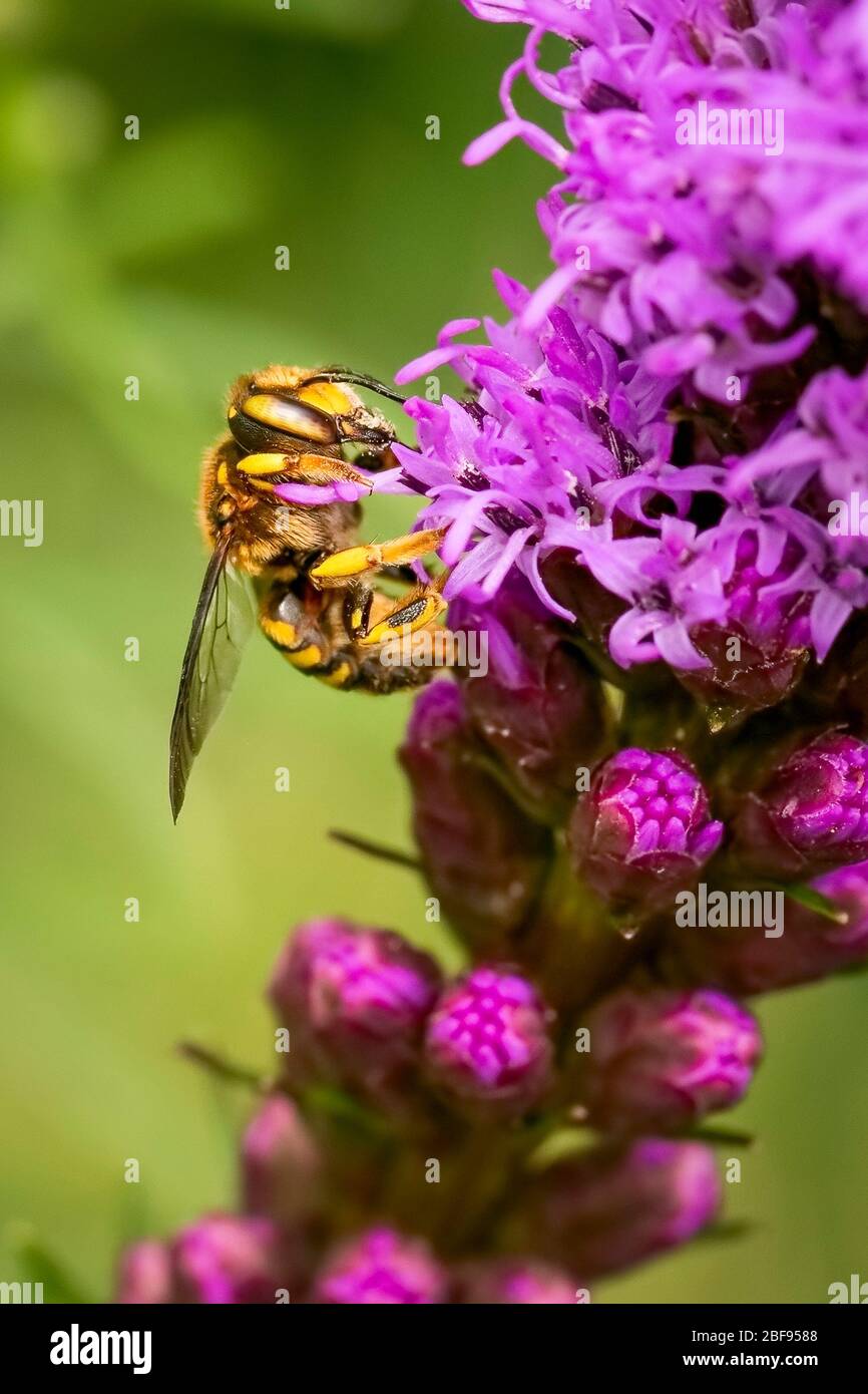 Small bee gathering pollen on a liatris flower Stock Photo