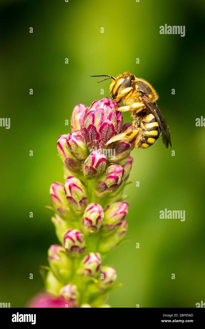 Small bee gathering pollen on a liatris flower Stock Photo