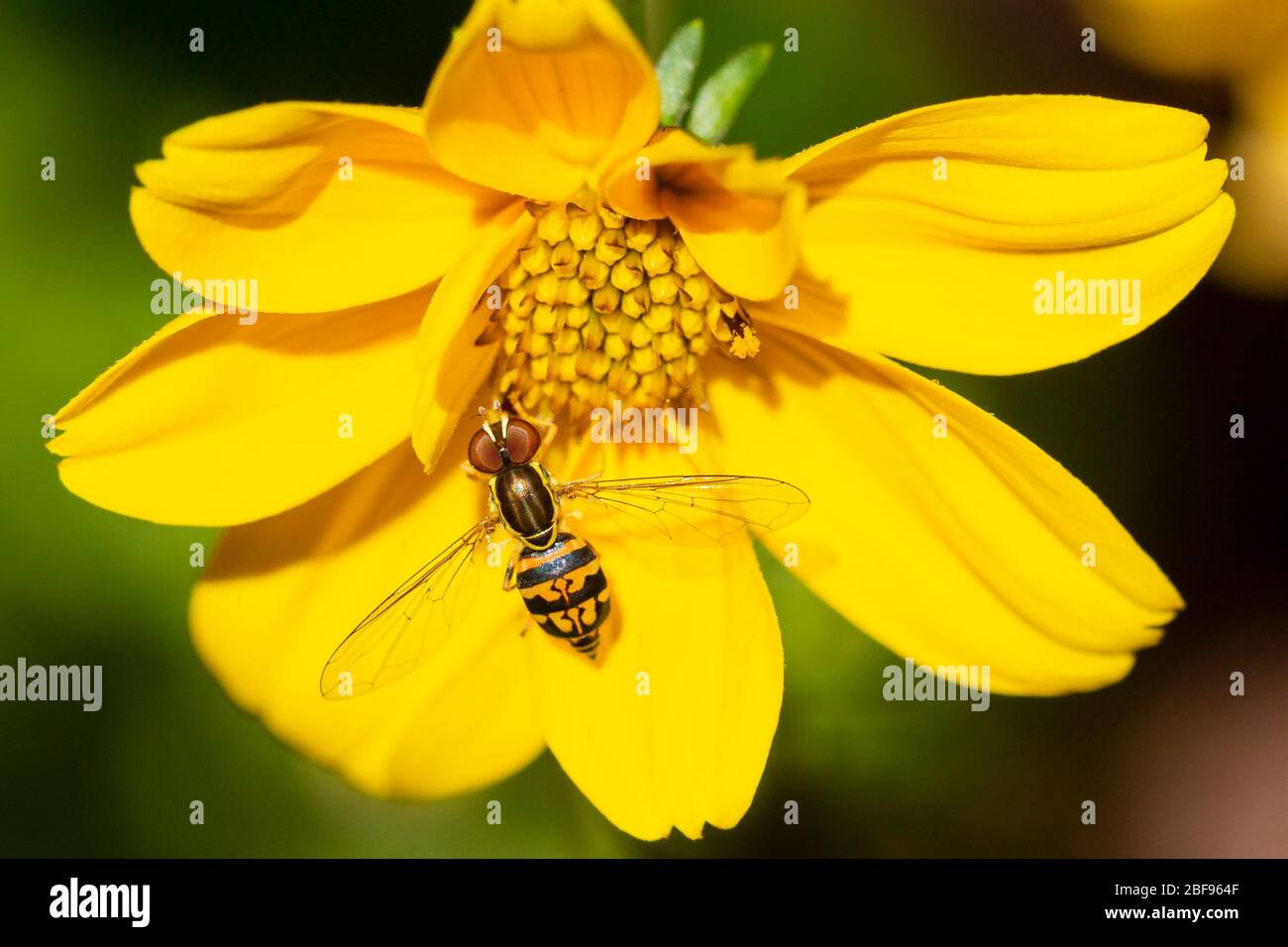 Syrphidae fly (Toxomerus Geminatus) collecting pollen on a goldilocks rocks flower Stock Photo
