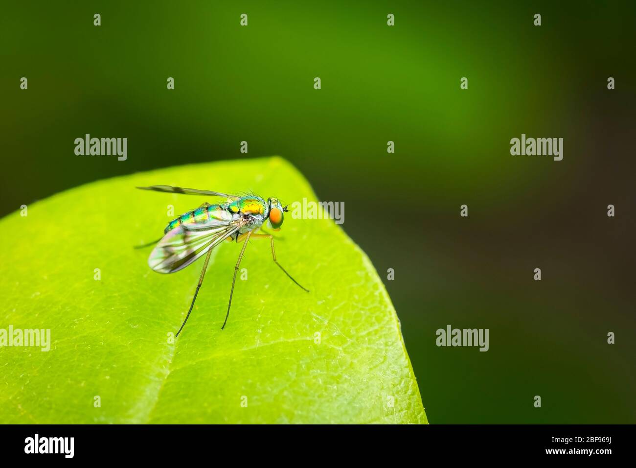 Colorful long-legged fly resting on a green leaf with a blurred background Stock Photo