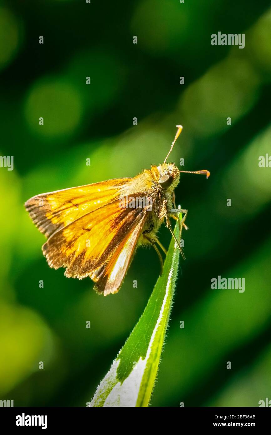 Family Hesperiidae: Skipper Butterflies comprise nearly 3,000 species worldwide, 250 of which call North America home. Roughly one third of North Amer Stock Photo