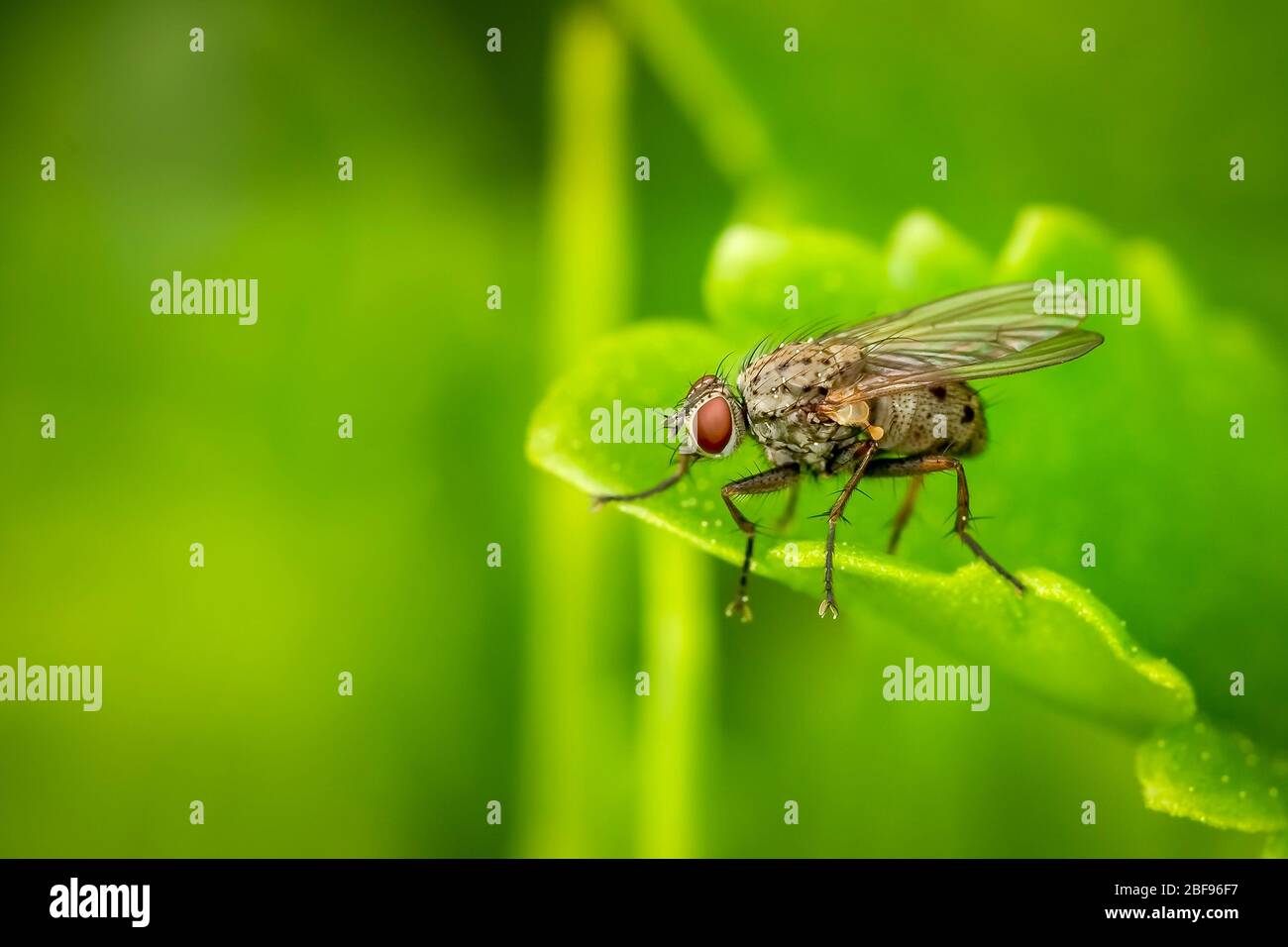 Coenosia Tigrina fly resting on a green leaf with a blurred background and lots of copy space Stock Photo