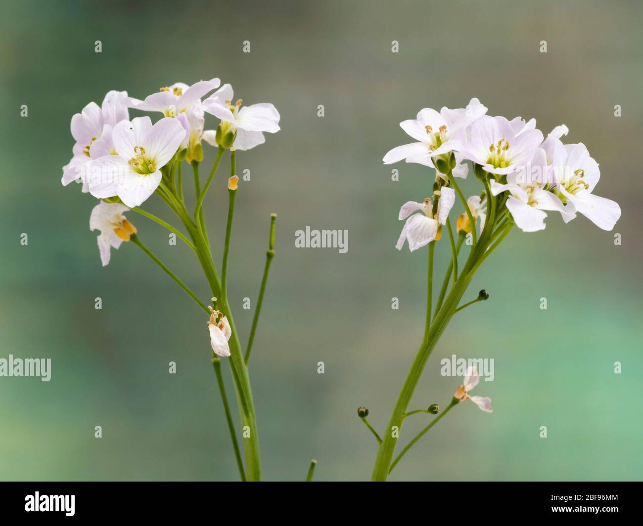 Delicate pale pink and white spring flowers of lady's smock, Cardamine pratensis, an UK wildflower Stock Photo