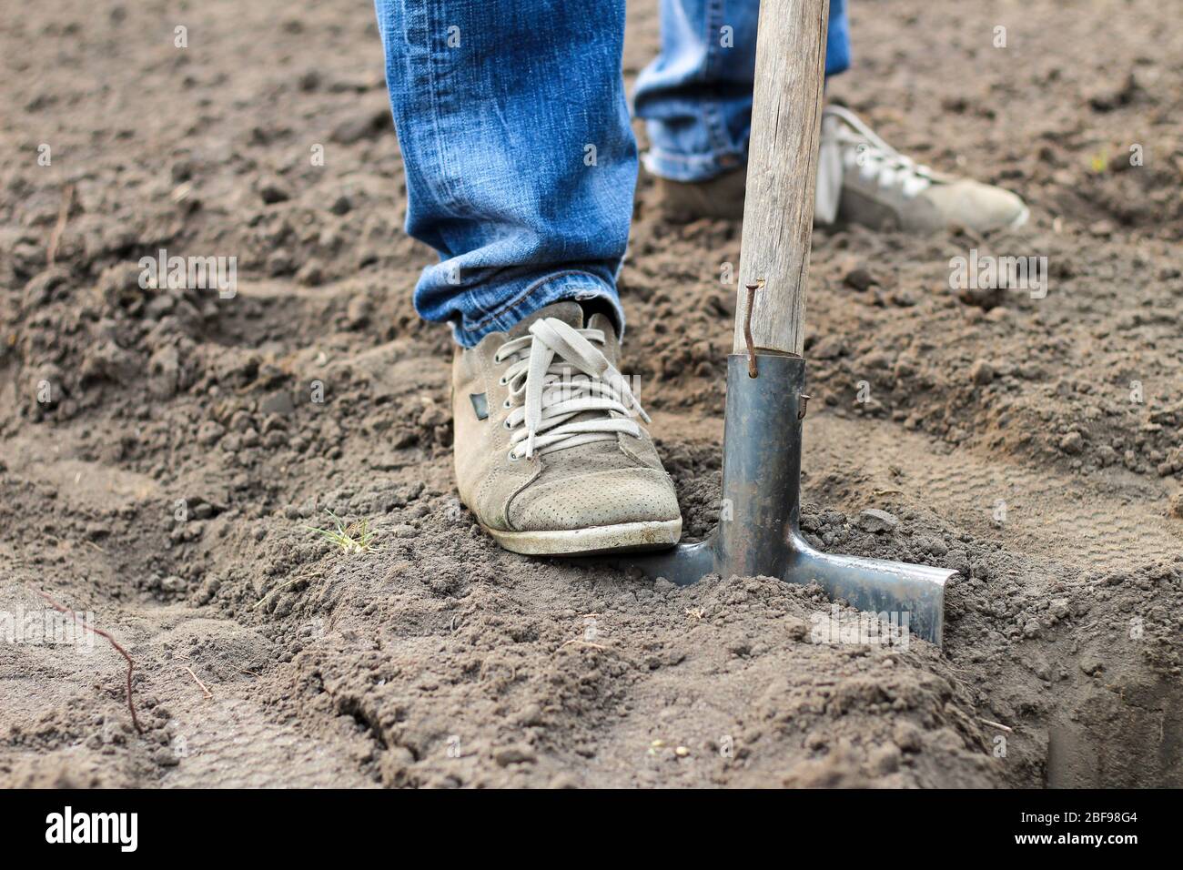 A man in blue jeans and laced moccasins digs the ground with a shovel ...
