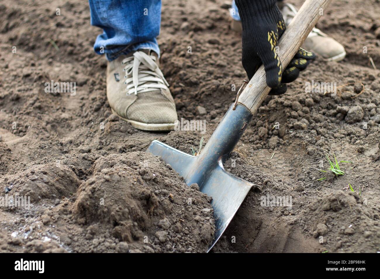 A man in blue jeans and laced moccasins digs the ground with a shovel ...