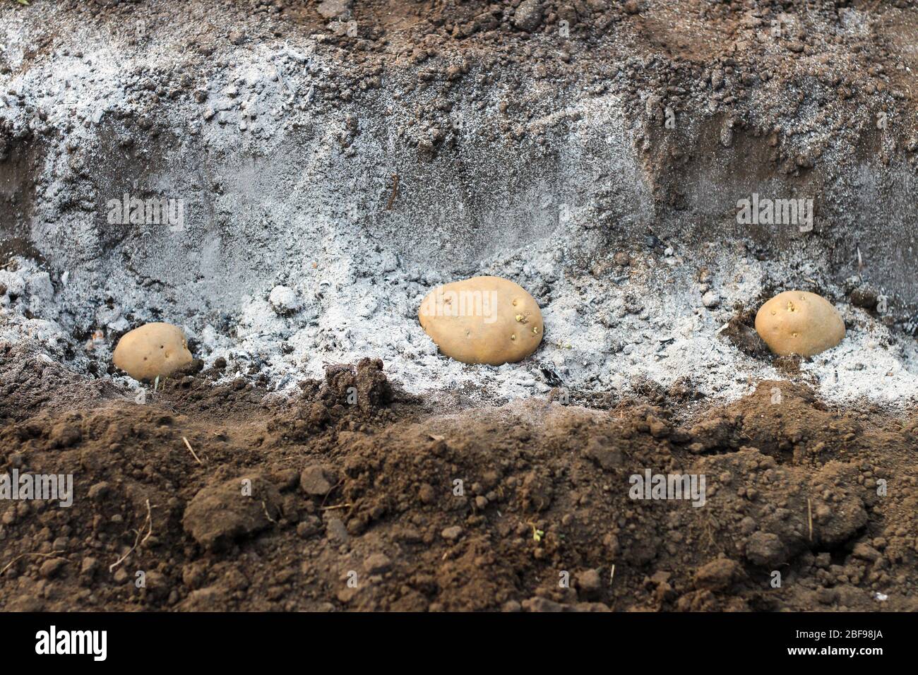 Potatoes laid in ashfertilized holes in a row. The process of spring