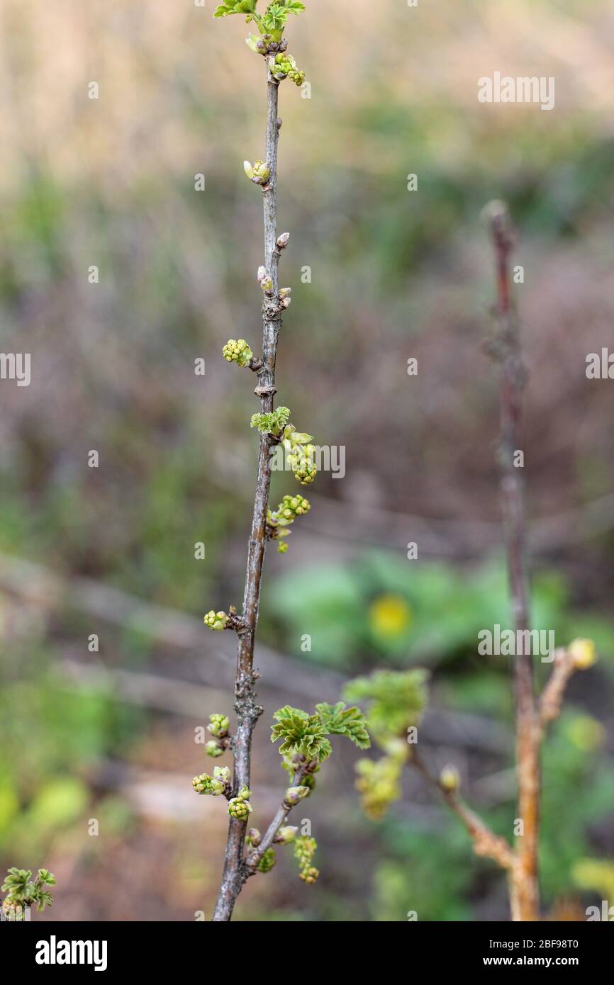 A sprig of fruit tree with blossoming young green buds on a blurry ...