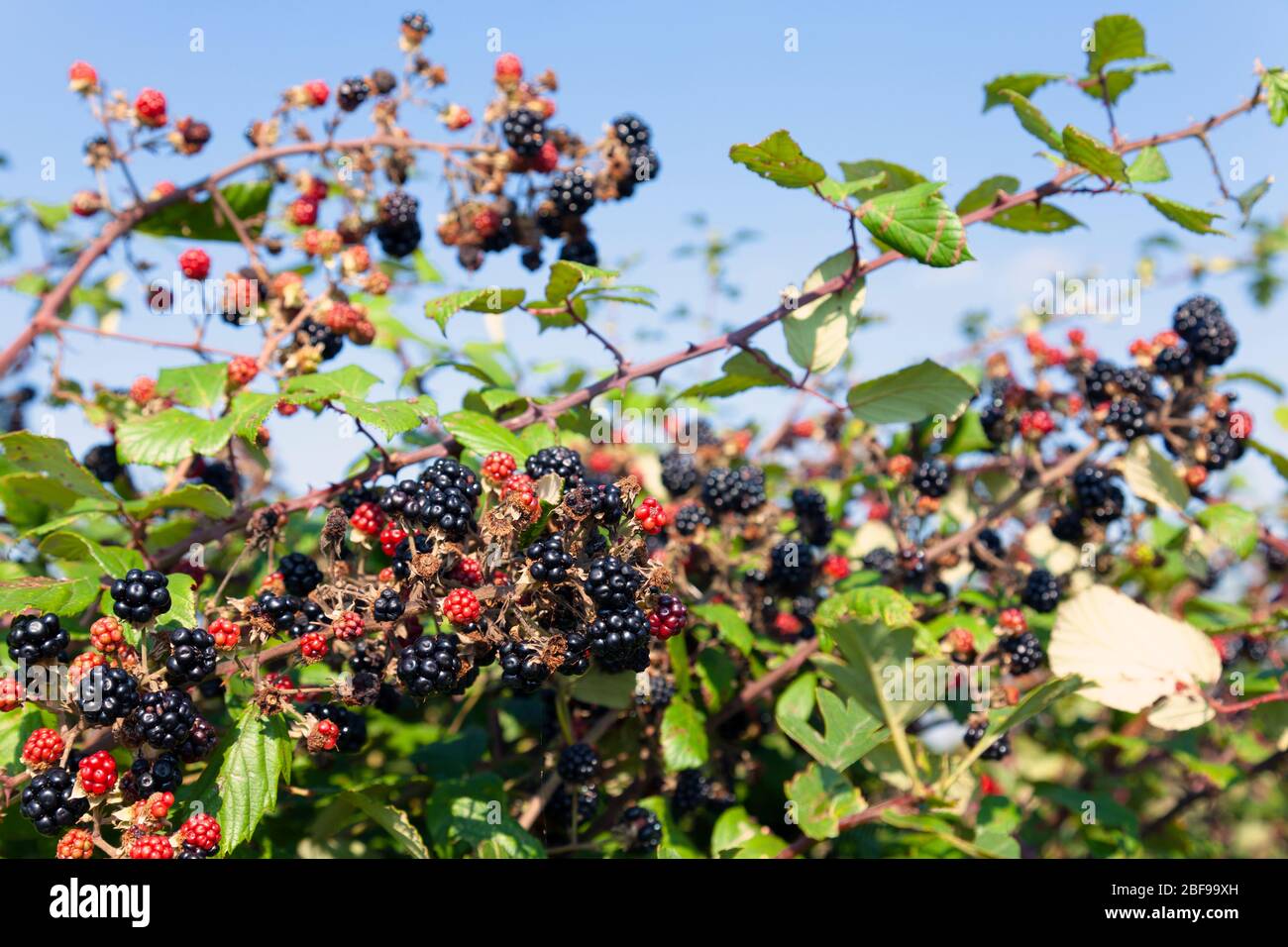 Bramble (Rubus Fruticosus) with ripe Blackberry Fruits, Buckinghamshire, England Stock Photo