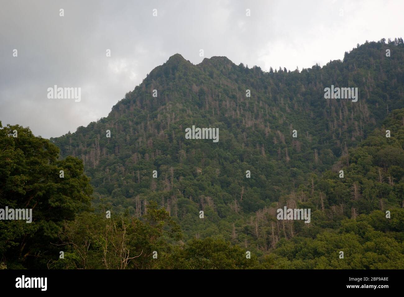 Distant Mountains with trees Stock Photo
