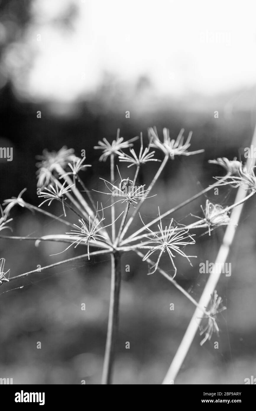 Cow Parsley (Anthriscus Sylvestris) in advanced stage of seeding, Buckinghamshire, England Stock Photo