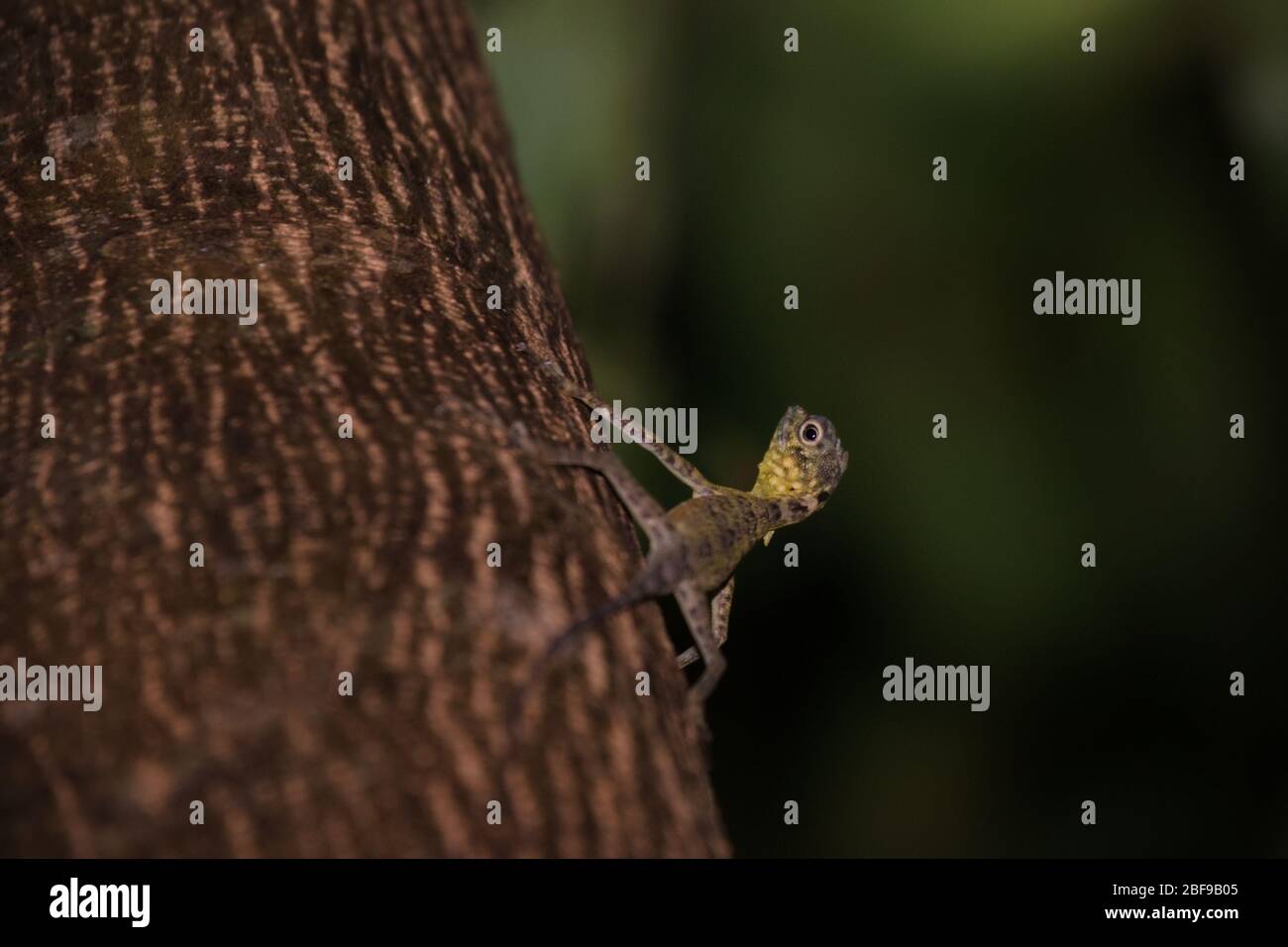 A wild Sulawesi lined gliding lizard (Draco spilonotus) moving on a tree in Tangkoko Nature Reserves, North Sulawesi, Indonesia. Stock Photo