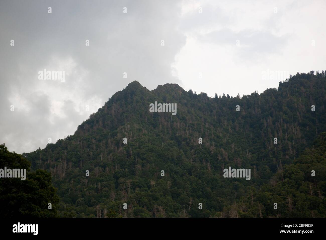 Distant Mountains with trees Stock Photo