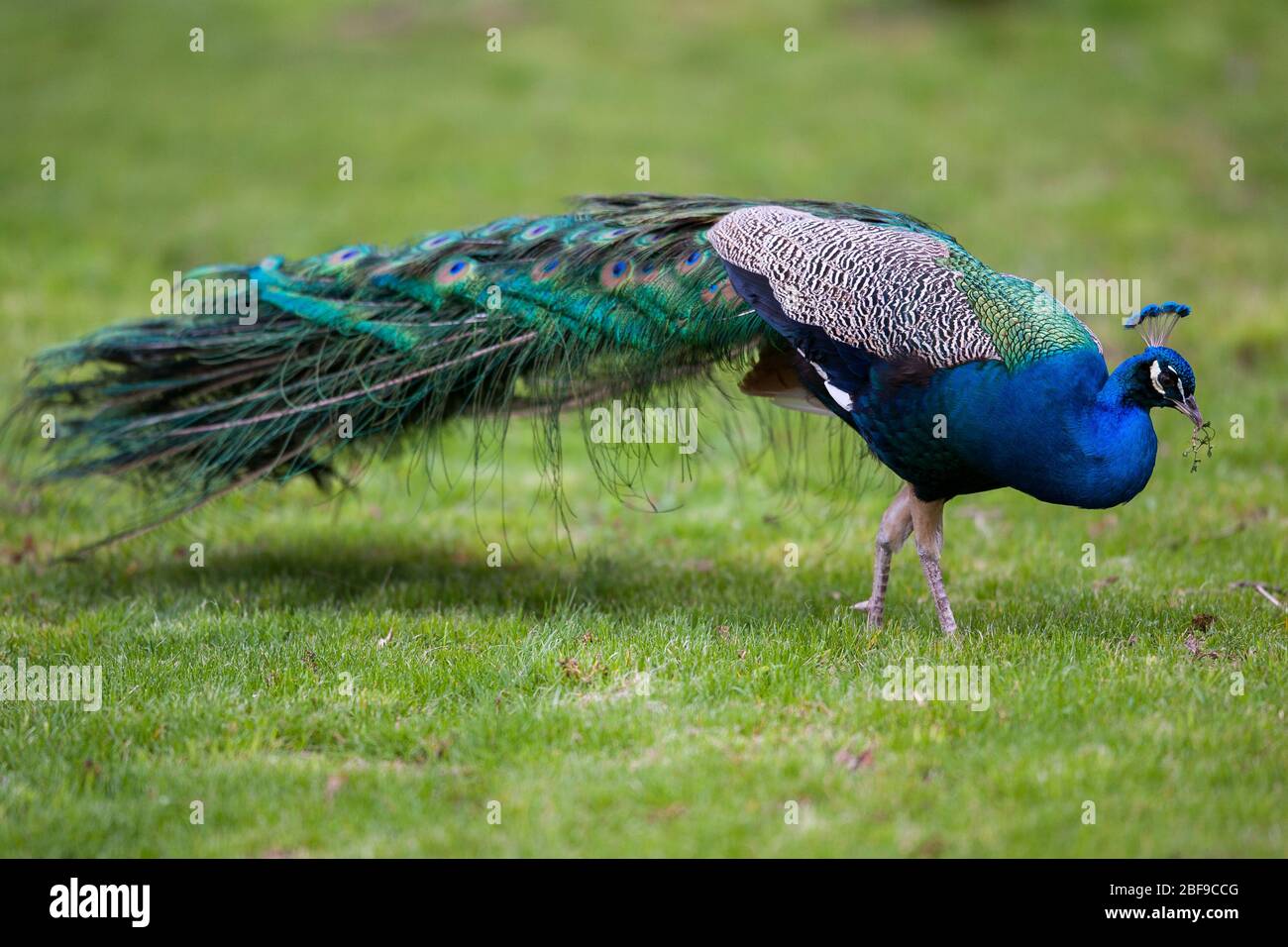 Beautiful peacock on green grass Stock Photo - Alamy