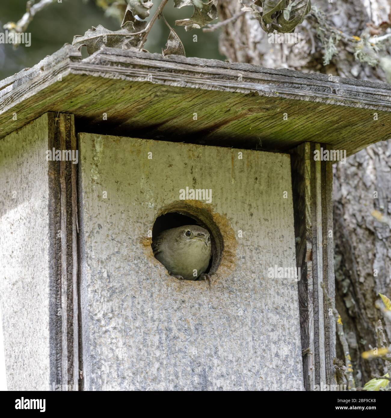 House Wren Peeking Through Its Nest Box. Stock Photo