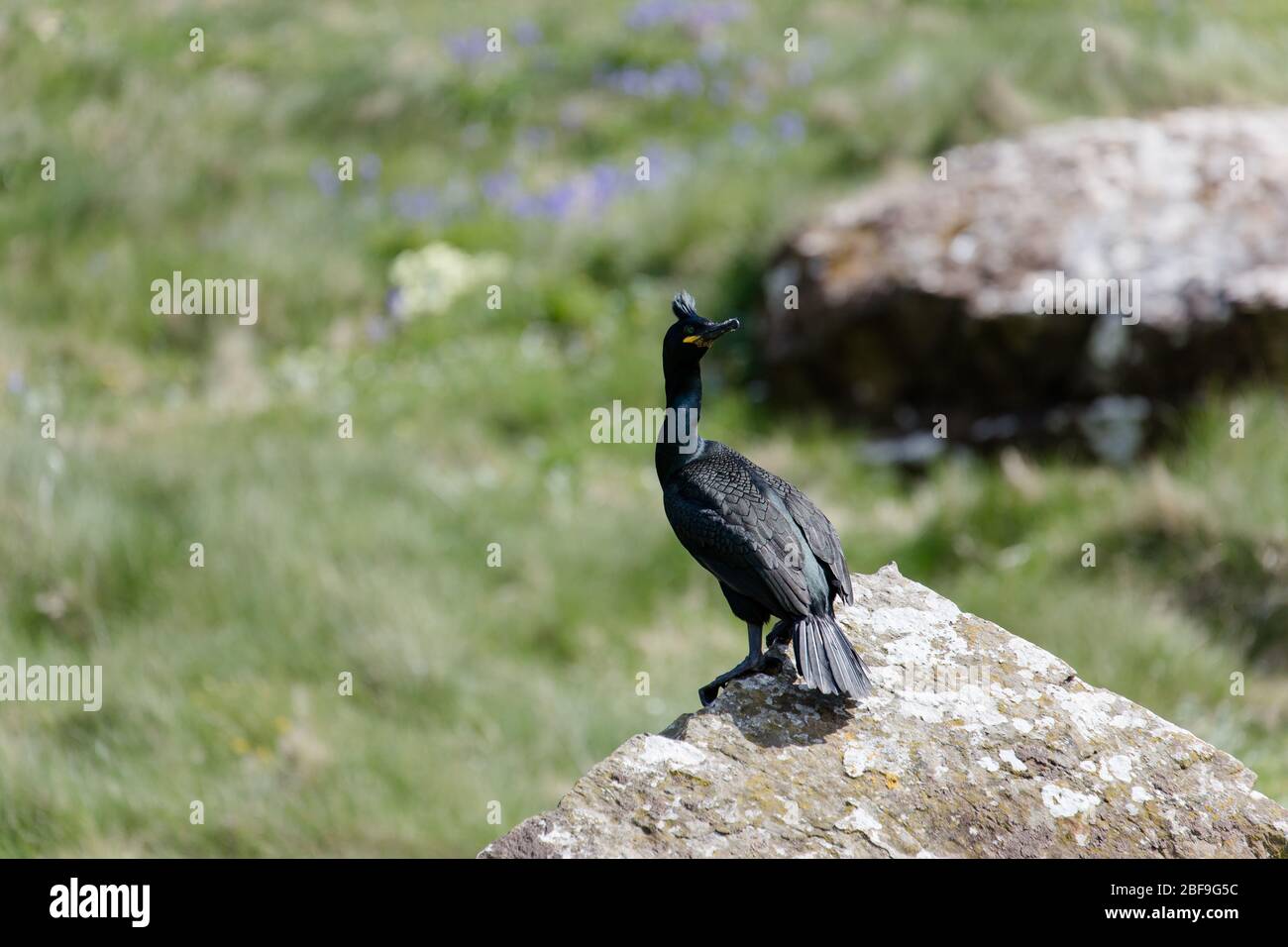 Cormorant sitting on a stone Stock Photo