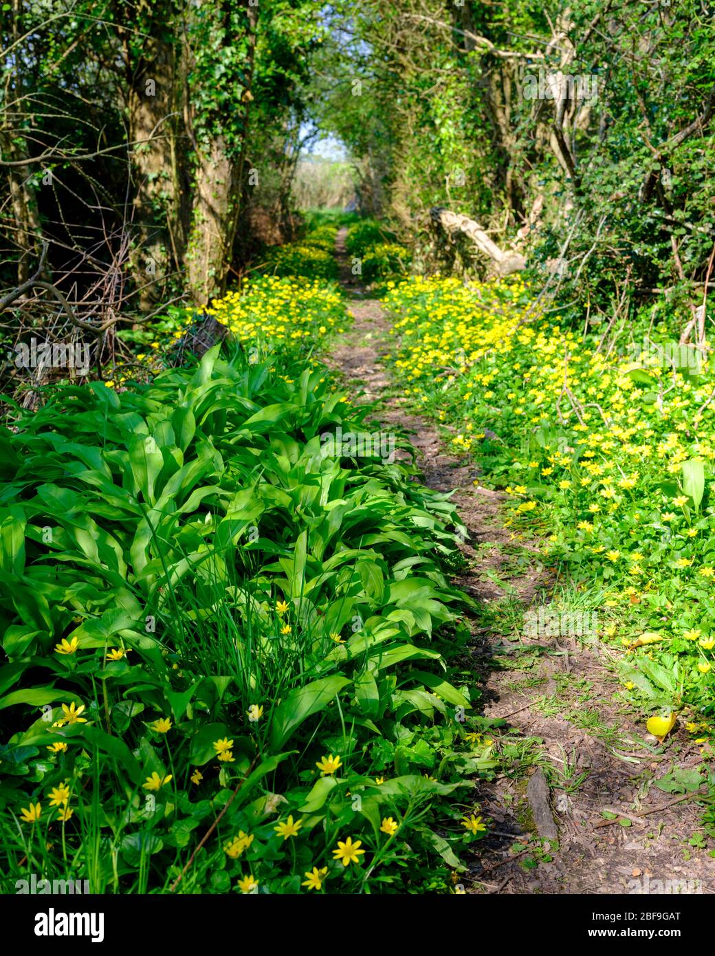 Overgrown footpath hampshire hi-res stock photography and images - Alamy