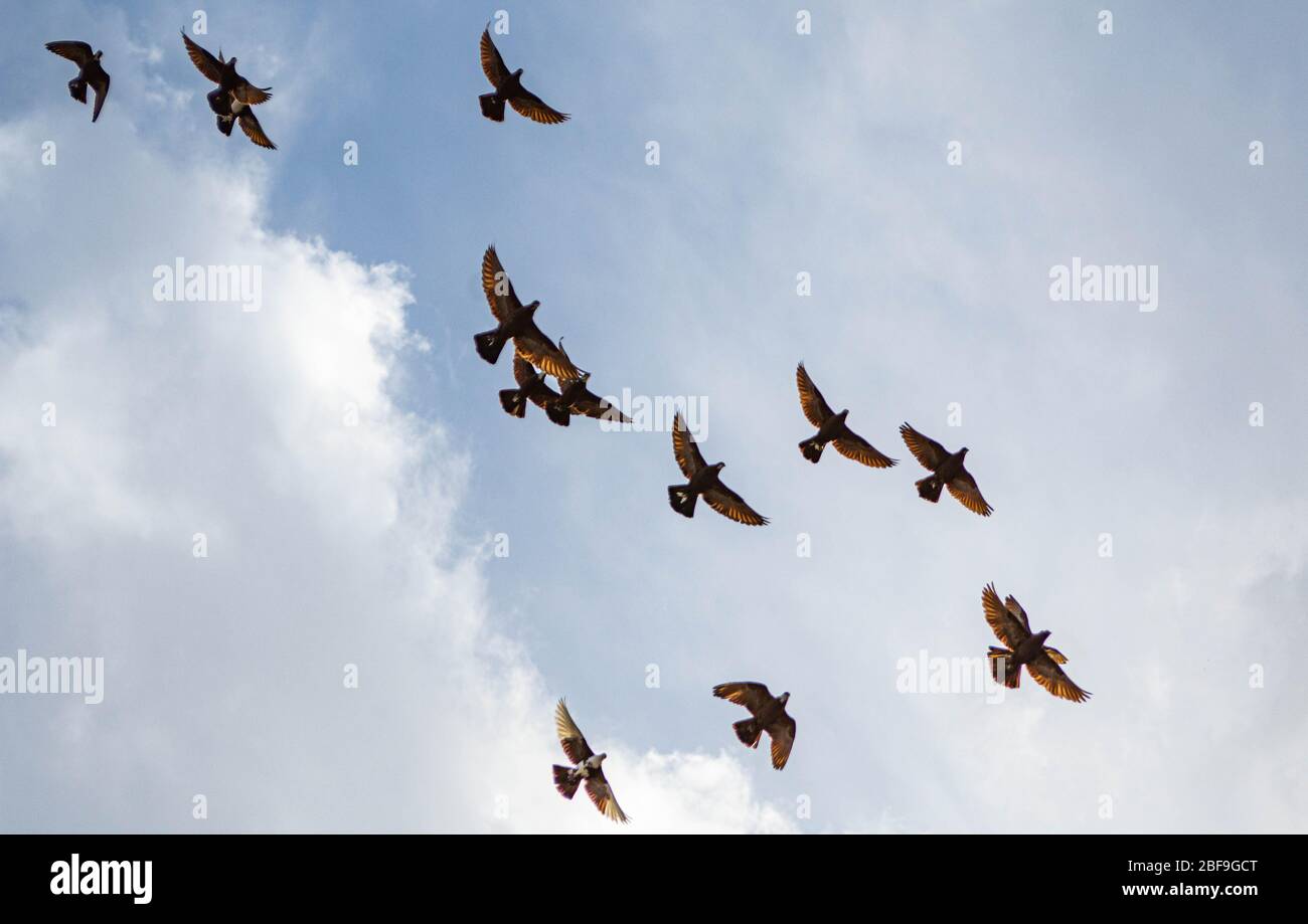 Migrating birds in the sky Stock Photo