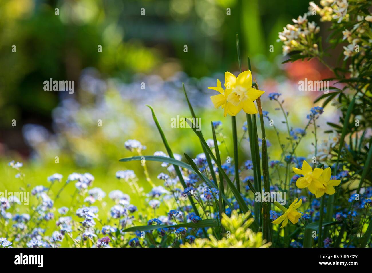 Narcissi and forget-me-nots (Myosotis) in a sunny spring garden with blurry background Stock Photo