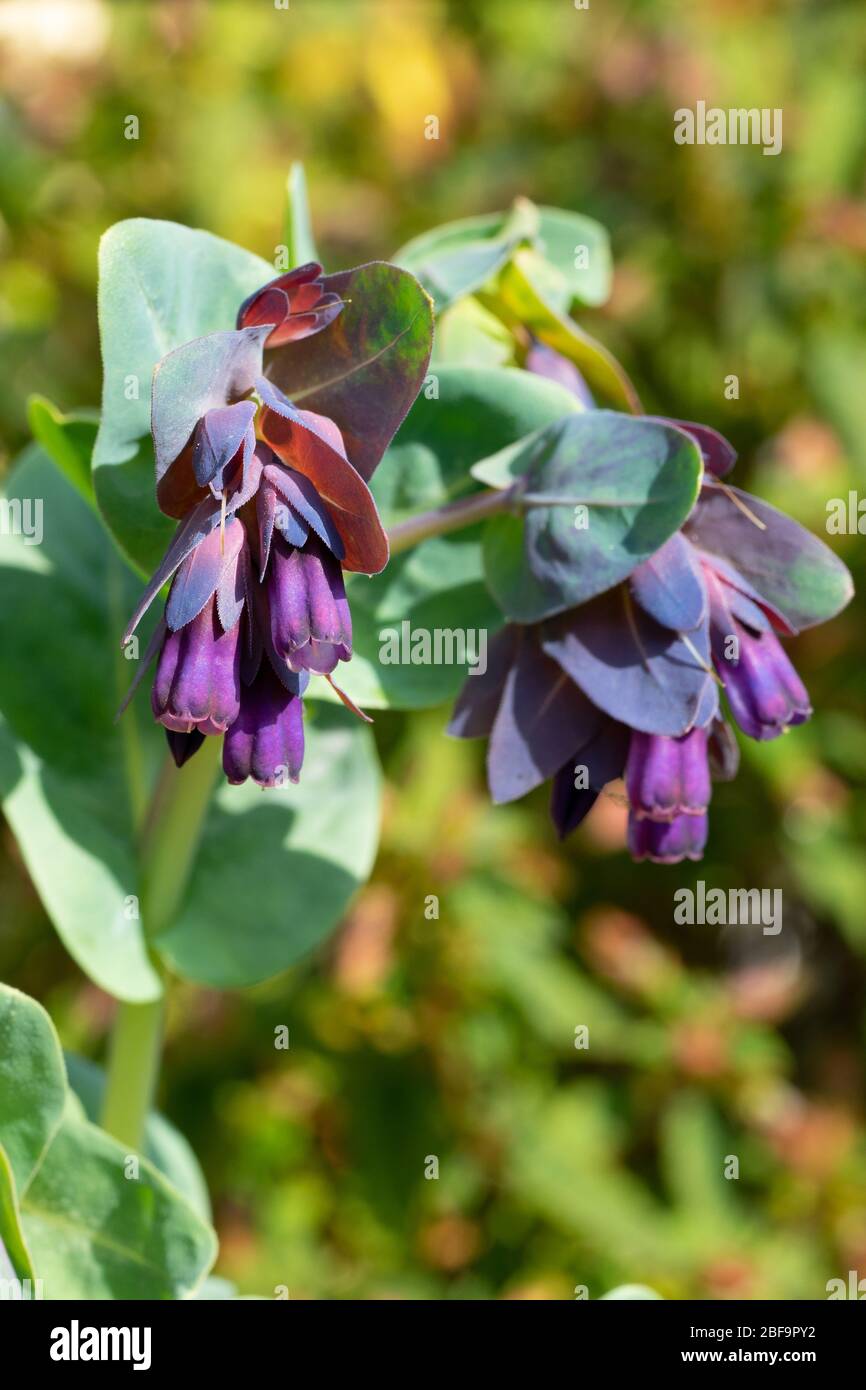 Close up of the flowers of Cerinthe major 'Purpurascens' (Honeywort) flowering in a garden in spring sunshine; these flowers are loved by bees Stock Photo