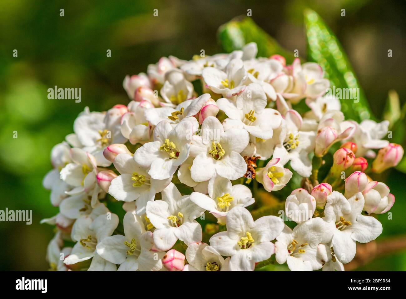 Close up of the flowers of Viburnum burkwoodii, a highly scented shrub, in a garden setting Stock Photo