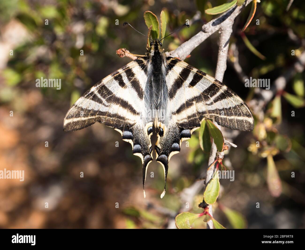 Scarce Swallowtail Lphiclides podalirius butterfly on shrub Stock Photo