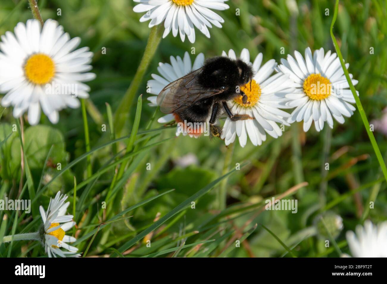 a close up view of a bumble bee collecting pollen off small daisy flowers in a open public park Stock Photo