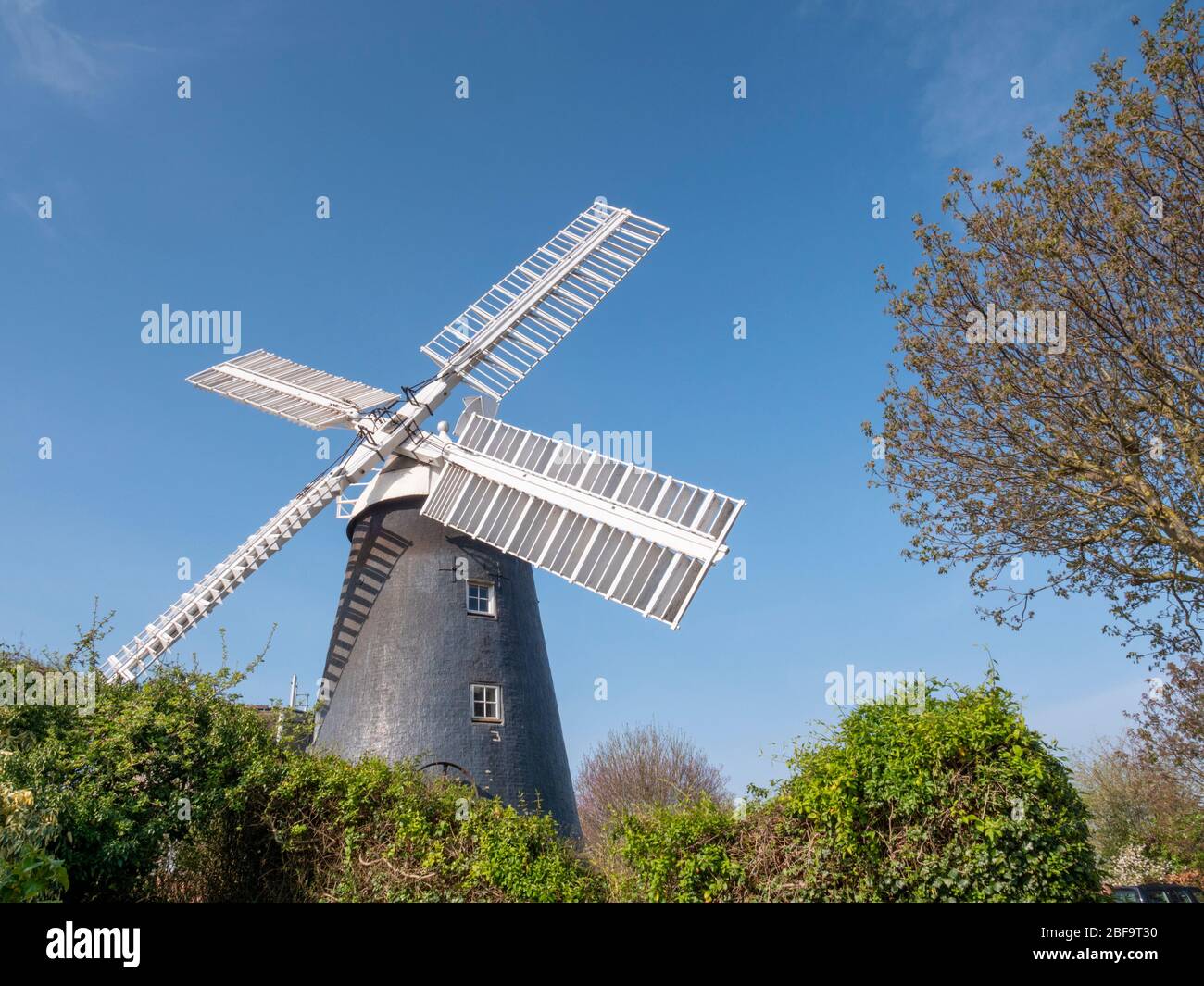 THe windmill at Swaffam Prior Cambridgeshire UK, still grinding grain at Priors Mill Stock Photo