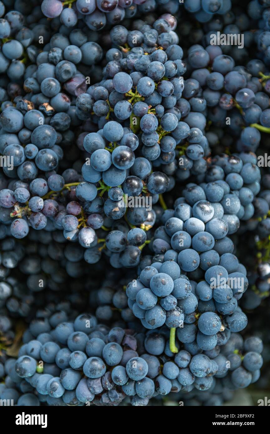 Raw organic sweet purple grapes background, wine grapes texture, top