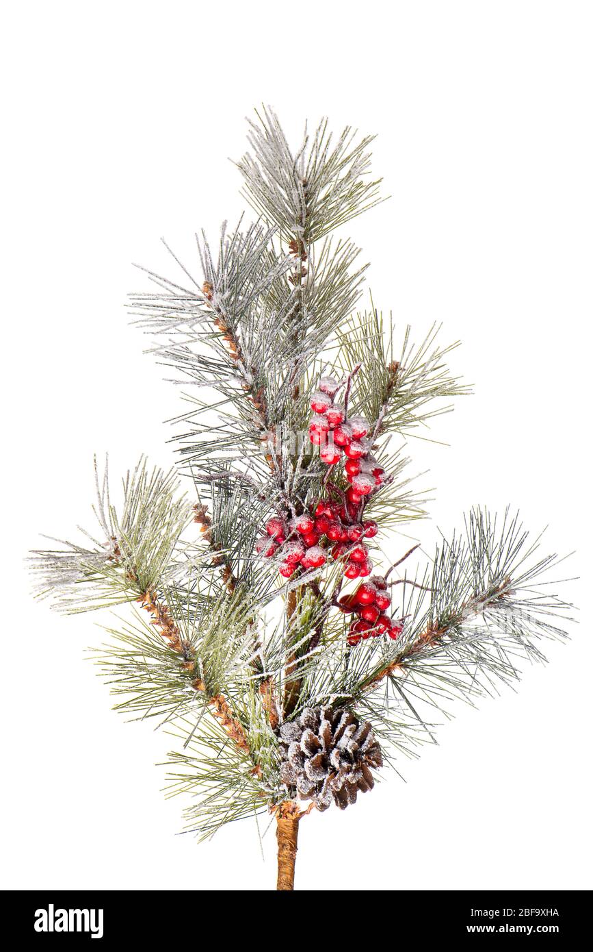 Christmas tree branch isolated on white background Stock Photo - Alamy