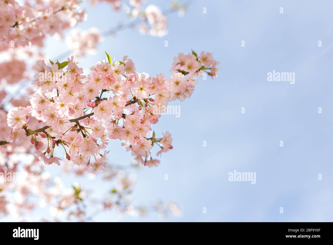 Amazing pink cherry blossoms on the Sakura tree in a blue sky ...